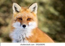 red-fox-vulpes-sitting-attention-260nw-392638390.jpg